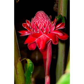 Etlingera eliator Red - MC - 301